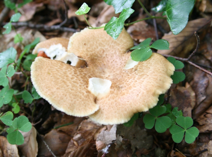 Polyporus tuberosus?